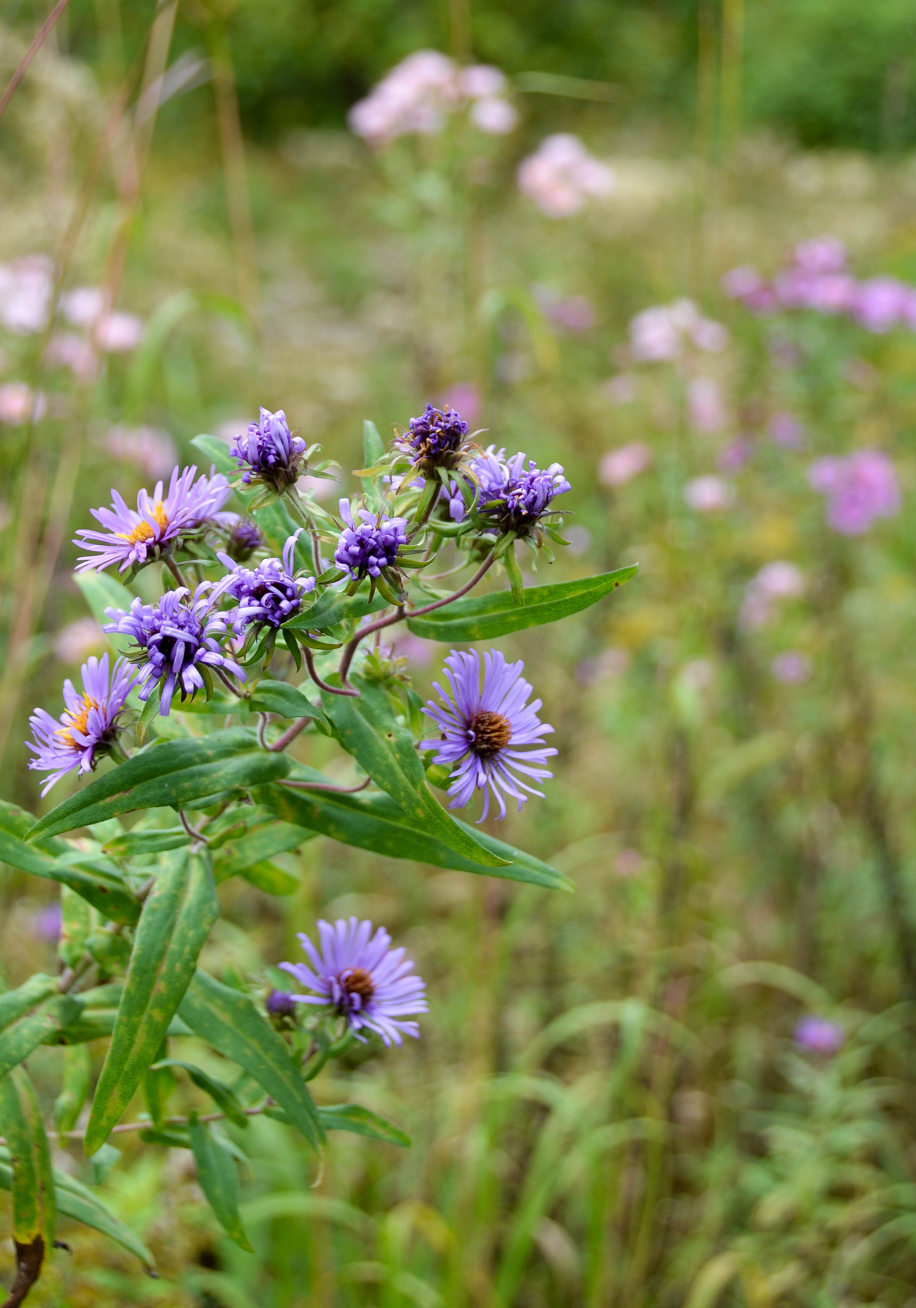 The meadow was still full of flowers.