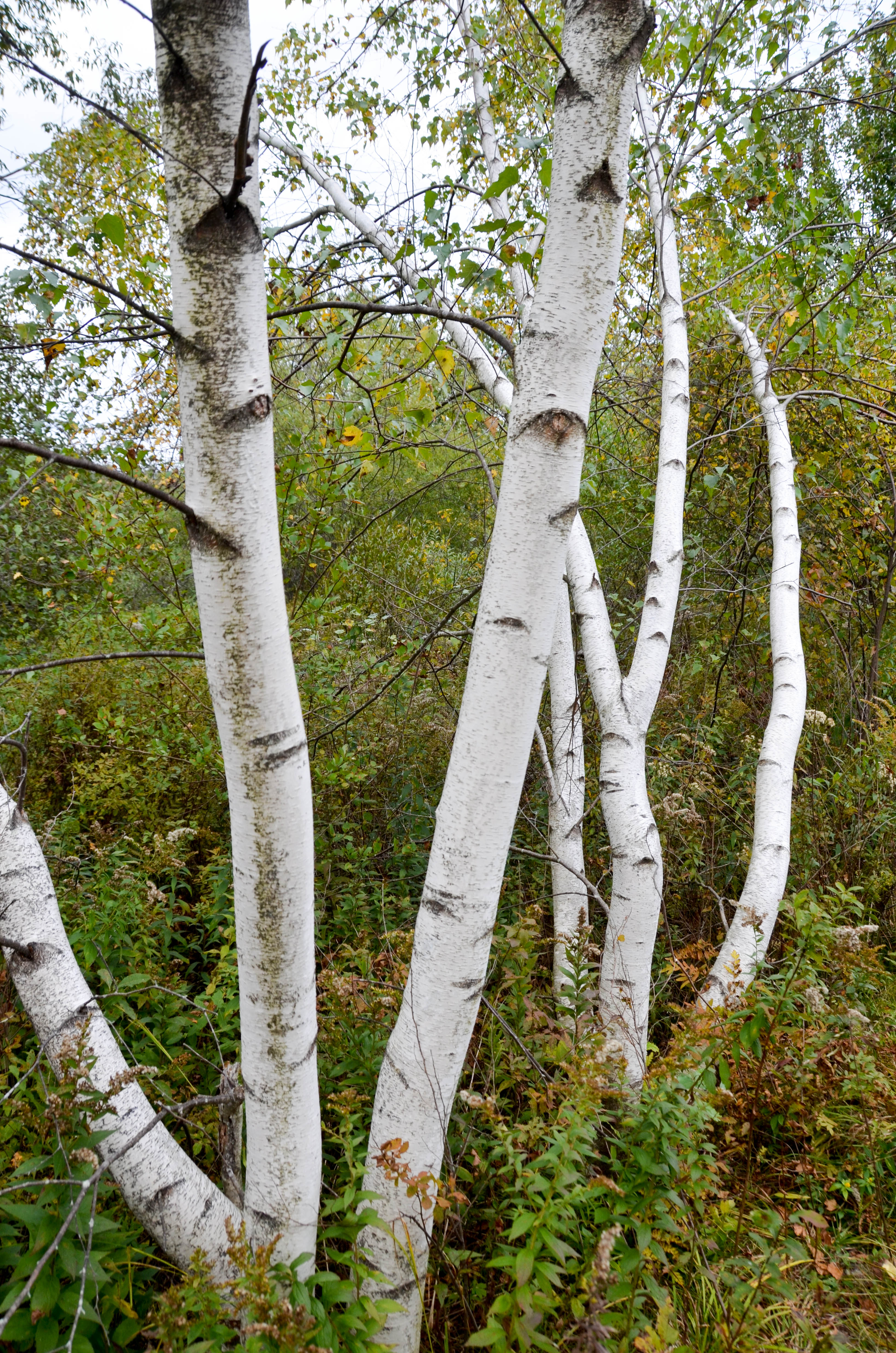 I love birch trees.