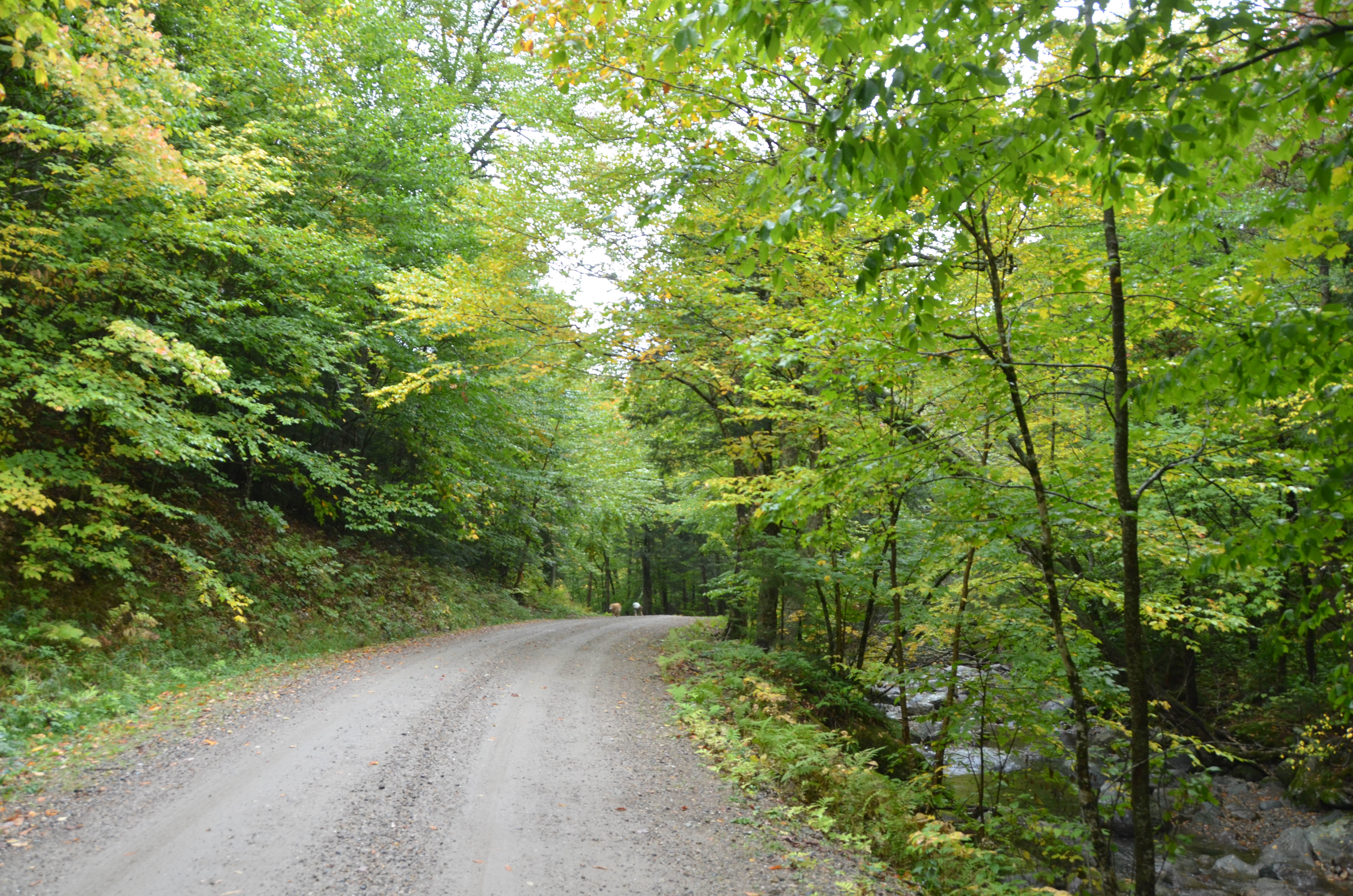 Kate and Gypsy joined us for a walk on the forest road.