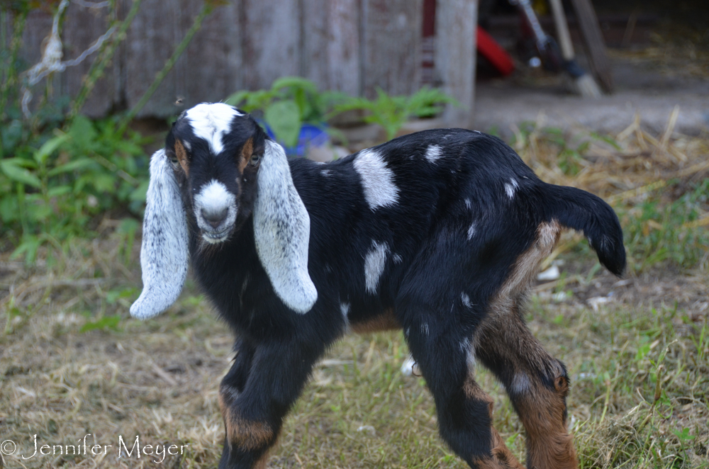 Bottle-fed kids make for  more human-friendly goats.