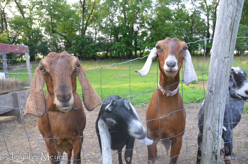 The other four adult goats.
