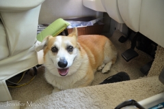 Her dog, Jack, made himself at home in Bessie.