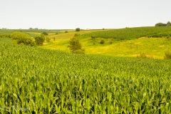 Through miles and miles of cornfields.