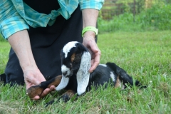 They are nubian goats.