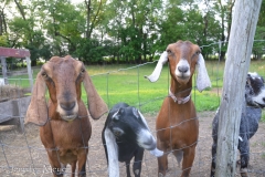 The other four adult goats.