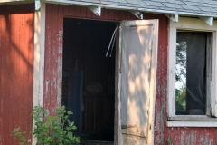 Kitty and the milking shed.