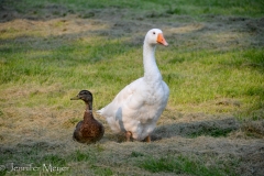 The goose and duck are fast pals.