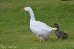 They go everywhere together.