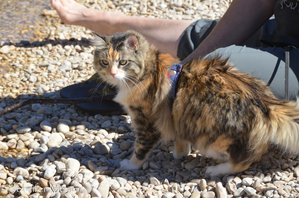 Gypsy was curious but cautious about the river.