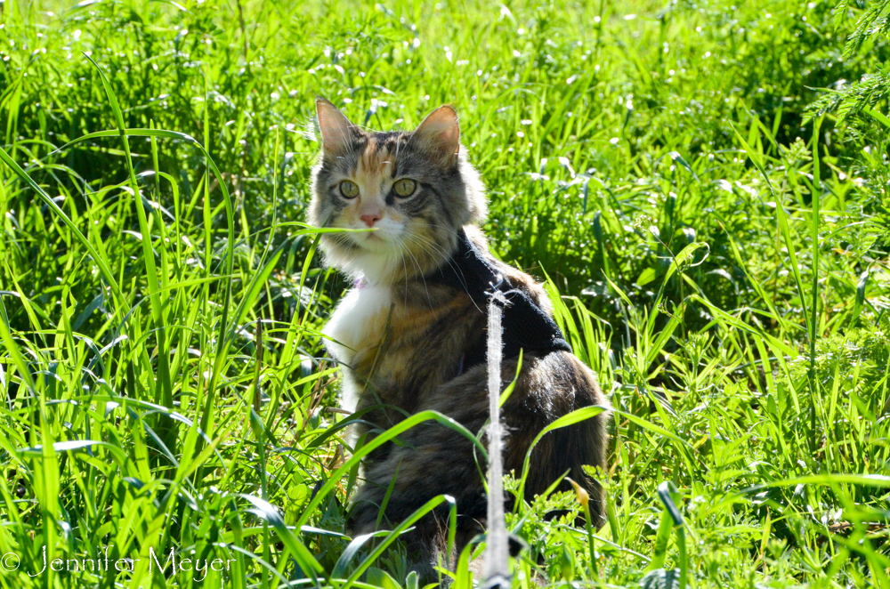 Gypsy in the sunny grass.
