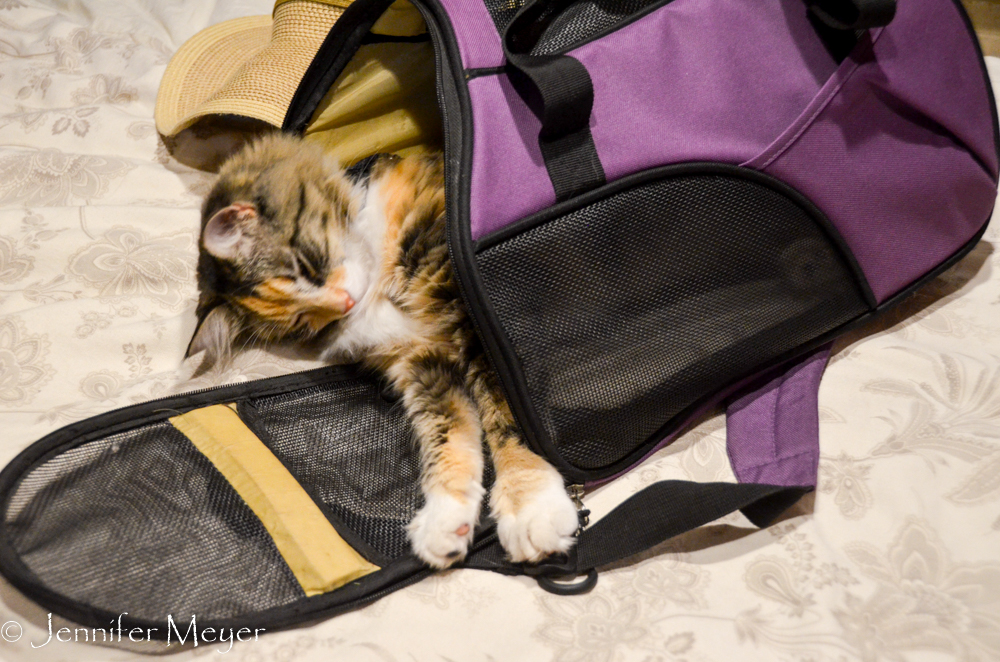 Exhausted from a big day, Gypsy crawls into her carrier.