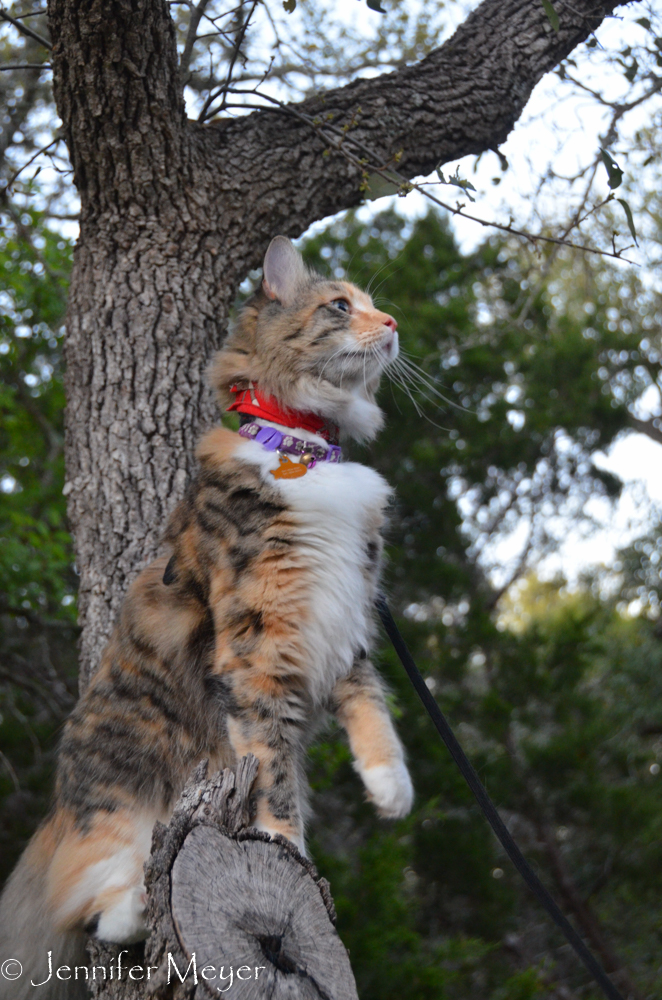 A tree perch.