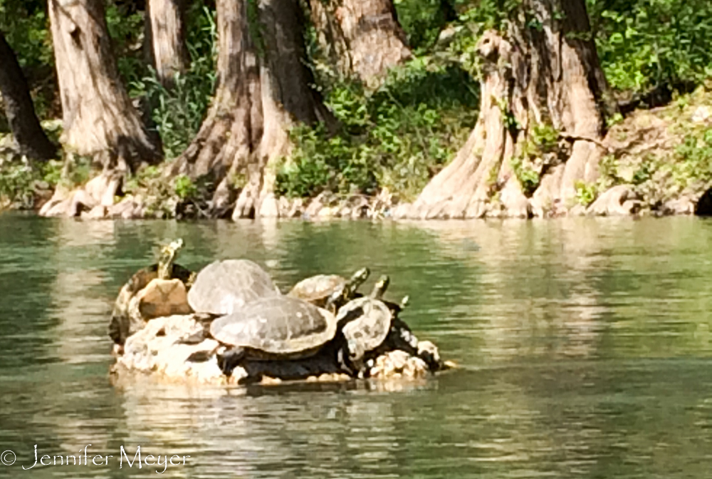 So many turtles all down the river.