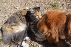 Gypsy gives Bailey's face a good bath.