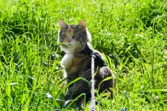 Gypsy in the sunny grass.