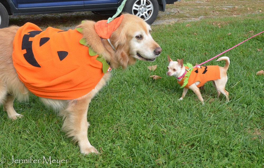 She looks happy to see another pumpkin dog.