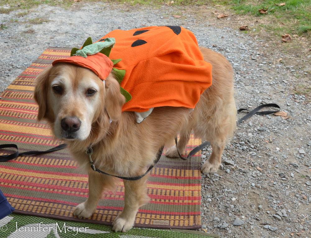 It was a little kid's costume that Kate converted for a dog.