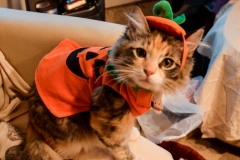 Gypsy in her costume.