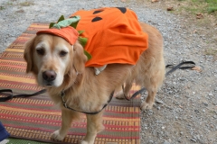 It was a little kid's costume that Kate converted for a dog.