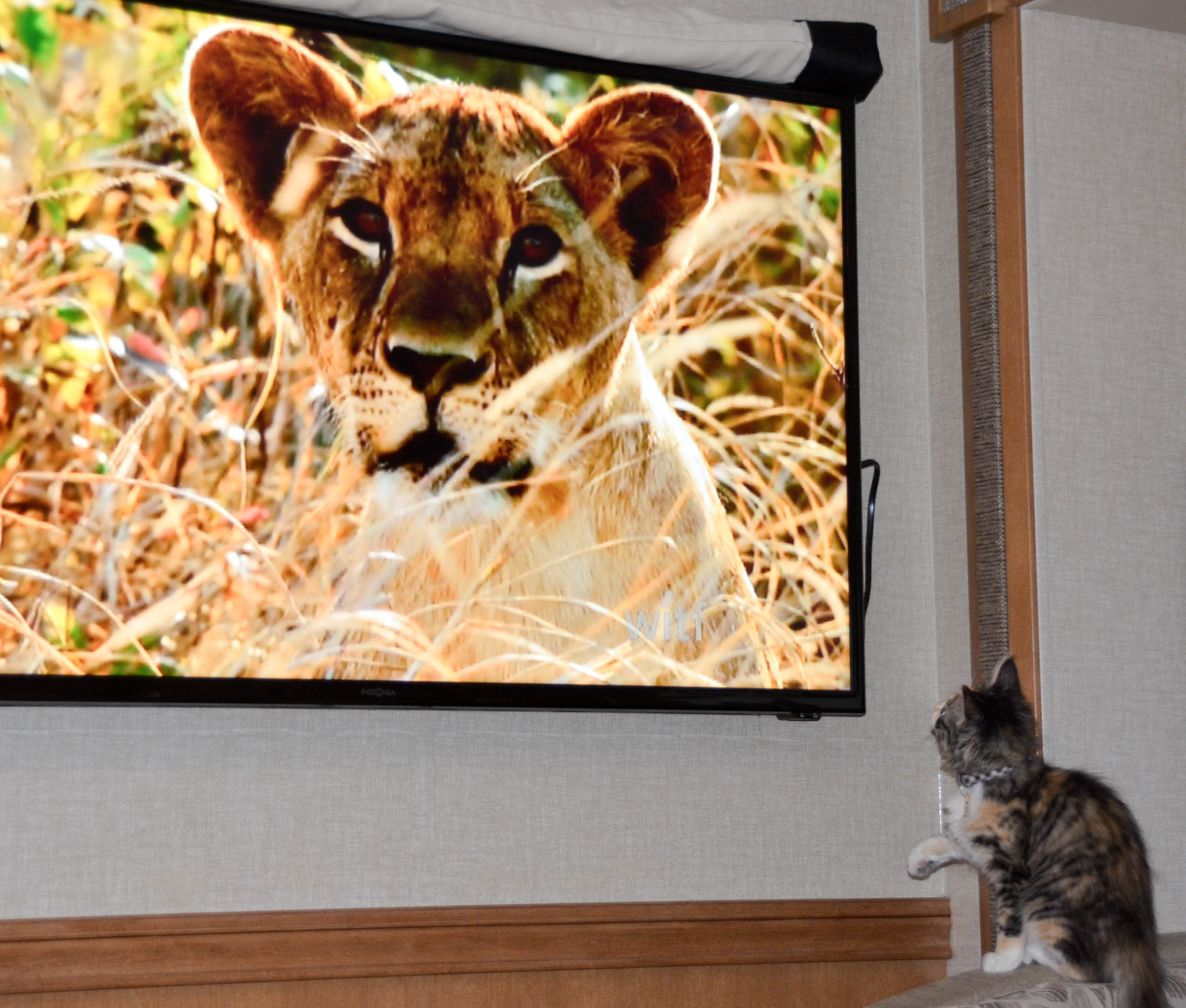 Gypsy was fascinated by the lions.