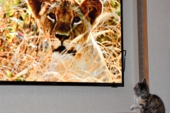 Gypsy was fascinated by the lions.