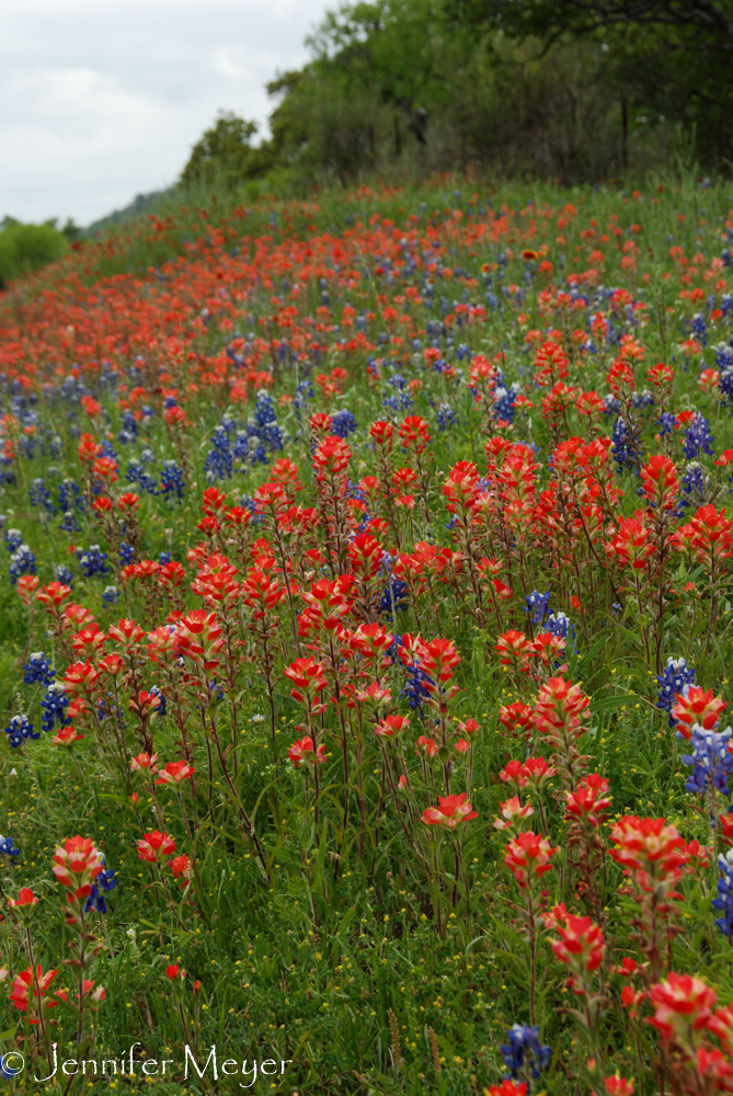 Bluebonnets and Indian paintbrush were predominant.
