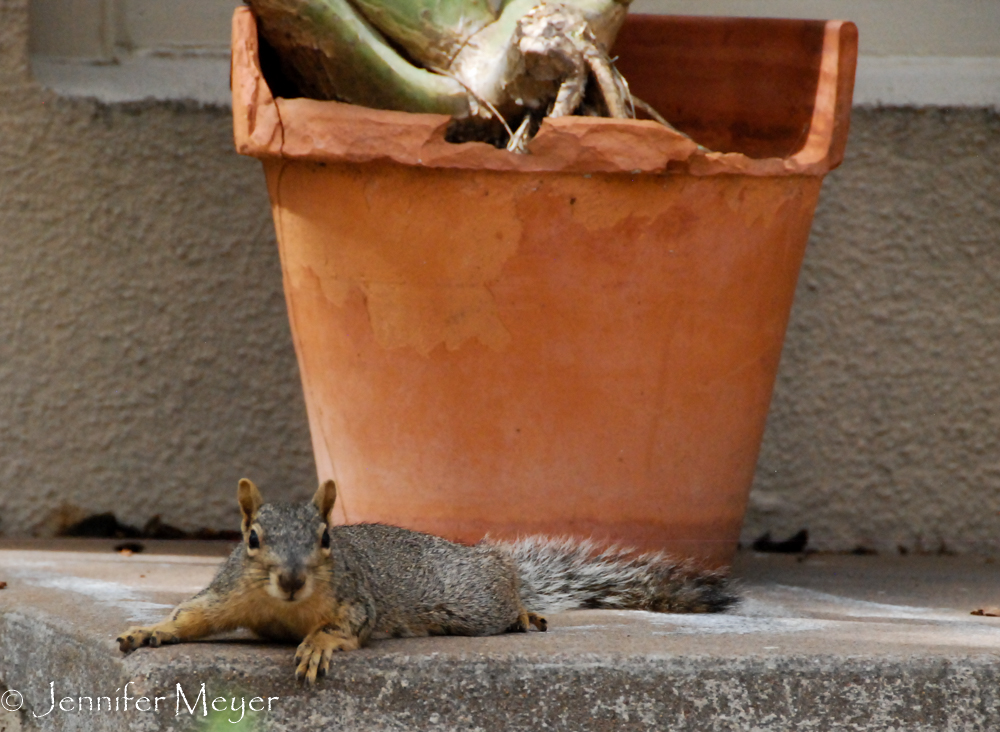 Relaxed squirrel.