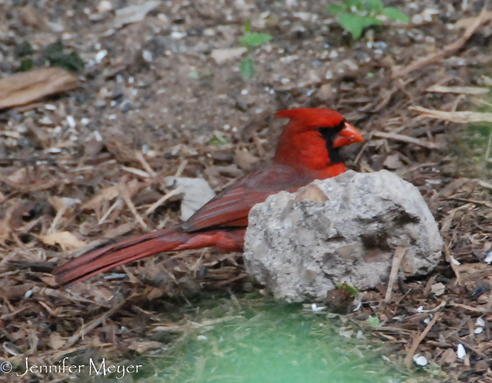 And cardinals.