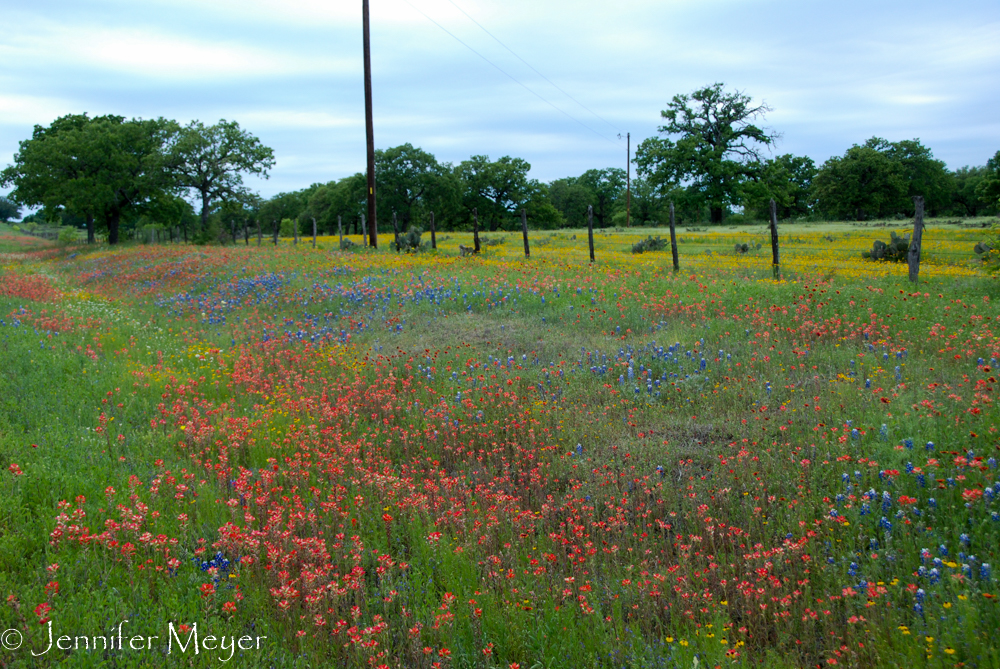 This batch had at least six different types of wildflowers.