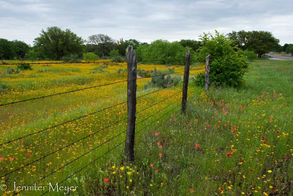 And the field of yellow flowers was a bonus.