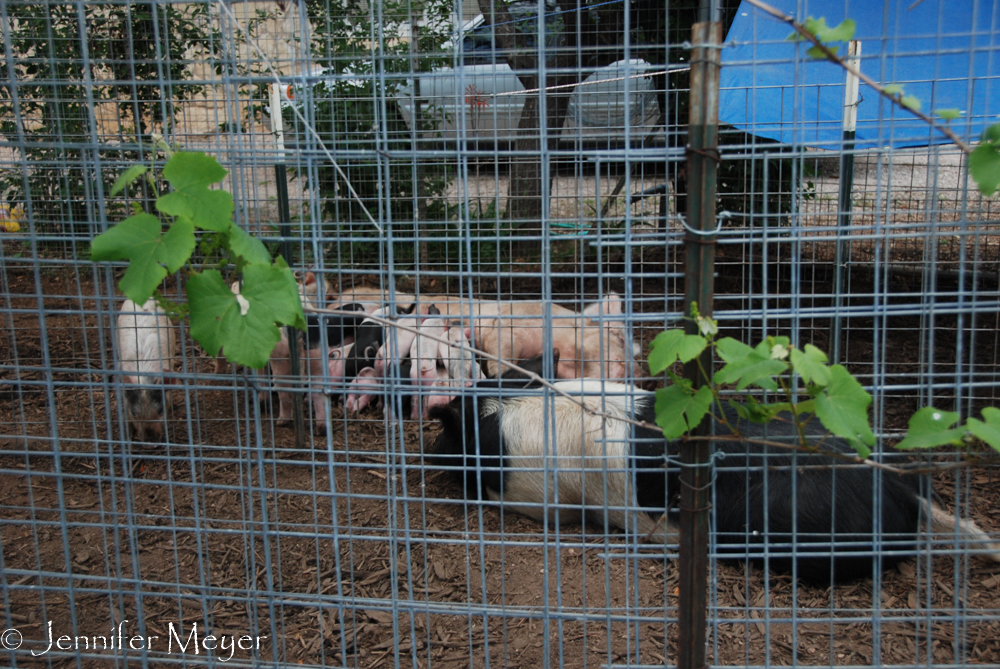 And a pen full of pigs.