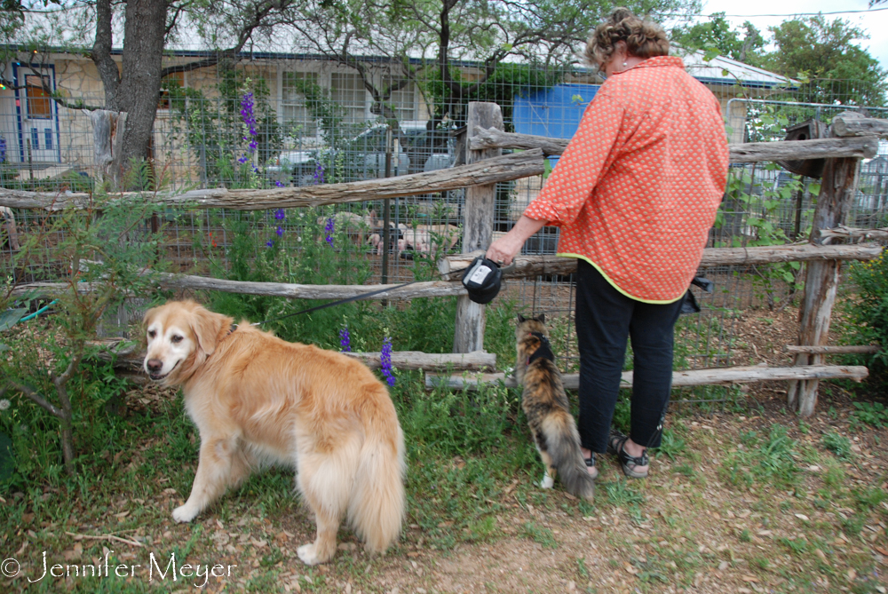 Bailey and Gypsy weren't sure what to make of the pigs.