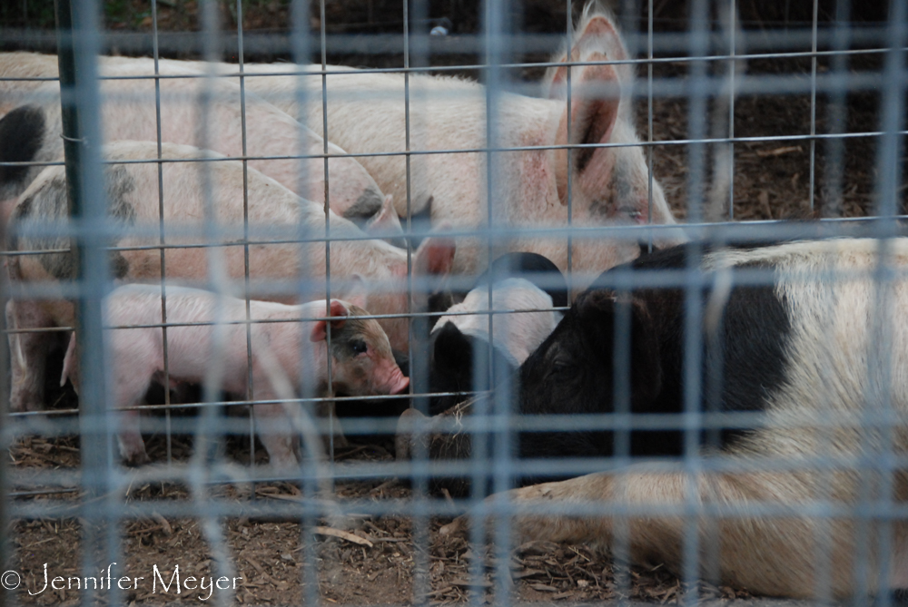 Lots of little ones.