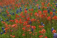 Bluebonnets and Indian paintbrush were predominant.