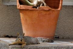 Relaxed squirrel.