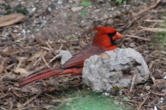 And cardinals.