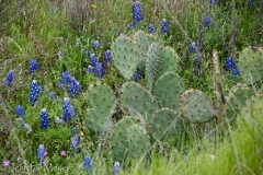 Bluebonnets and cacti.