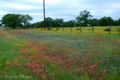 This batch had at least six different types of wildflowers.