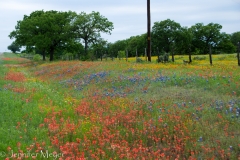 It's just breathtaking to drive through the countryside with roads lined with flowers.