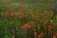 We sure hit Hill Country at the right time!