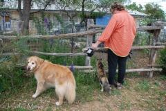 Bailey and Gypsy weren't sure what to make of the pigs.
