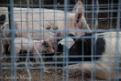 Lots of little ones.