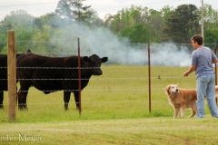 At Walmart for the night, next to a field of cows.