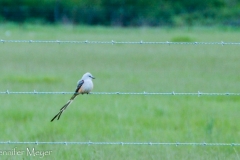Pretty bird on a wire.