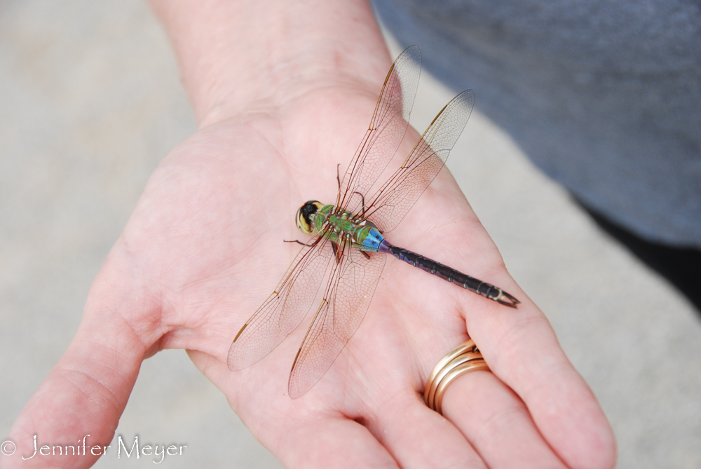 A beautiful dragonfly that hit our grill.