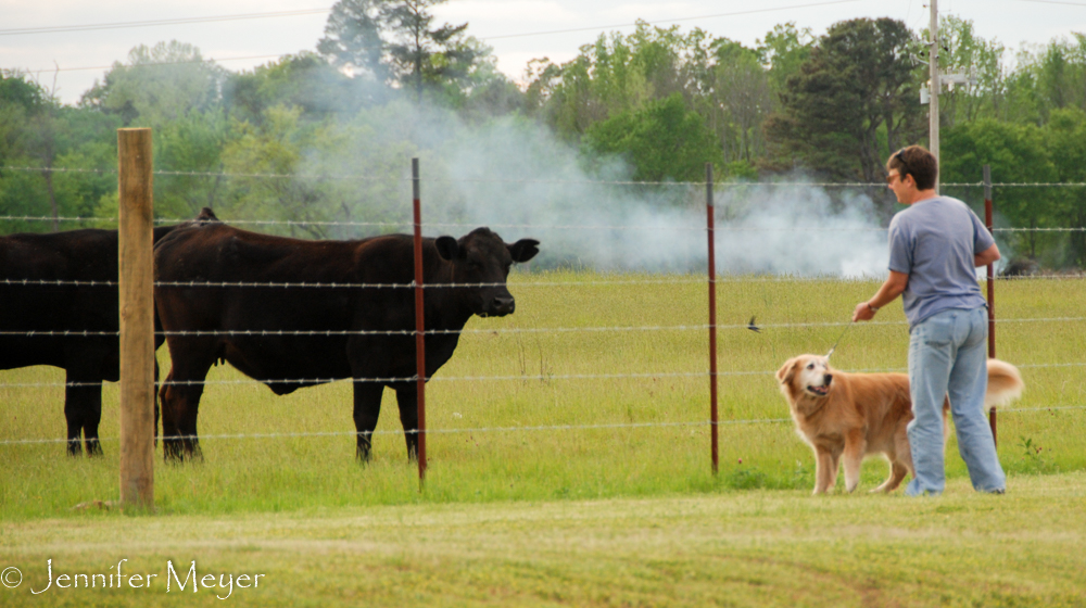 At Walmart for the night, next to a field of cows.