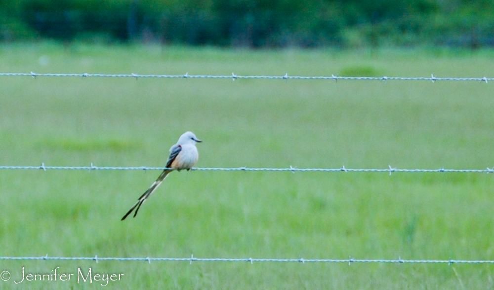 Pretty bird on a wire.