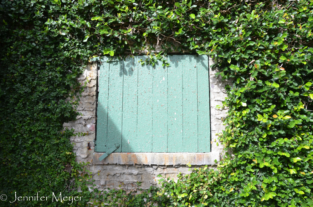 Ivy wall and windows.