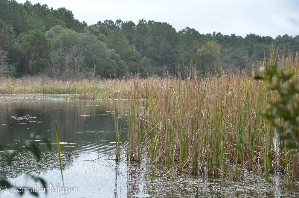 Through swamps and live oaks on the first part.