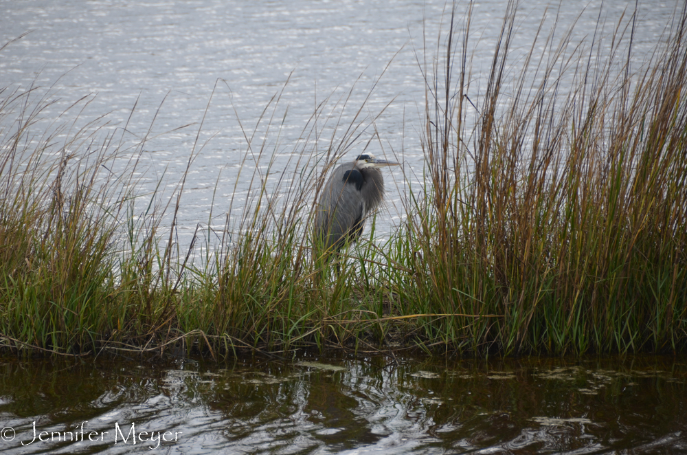 In the winter it's mostly blue herons...